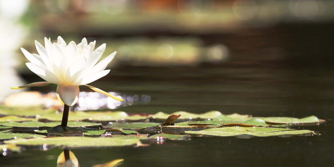 Fleur de Lotus - Pureté et élévation spirituelle